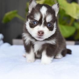 Munchkin - Red and white female Pomsky puppy in Coos Bay, Oregon from Ocean View Pomskies