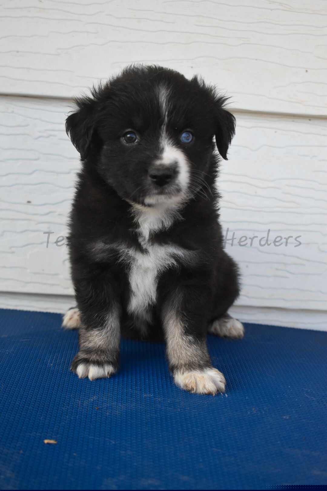 Boy 1 - Black tri-color male Australian Shepherd puppy in Lubbock, Texas from Texas Bluebonnet Herders