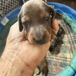 2 - Chocolate and tan male Dachshund puppy in South Haven, Kansas from Keen's Dachshunds