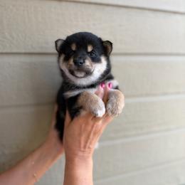 Wednesday - Black and tan female Shiba Inu puppy in Napa, California from Shinin Shibas