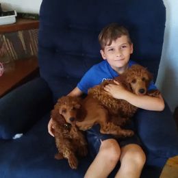 Poodle Puppies from Moyen Majestic Embrace