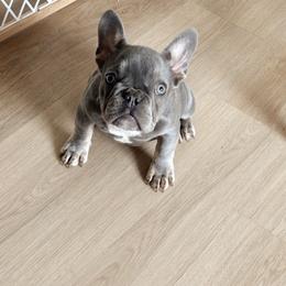 Chai - Tricolors female French Bulldog puppy in St. George, Utah from Zion Frenchies