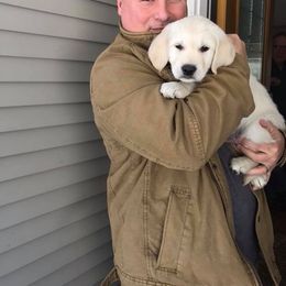 Golden Retriever Puppies from Creekside Golden Kennels
