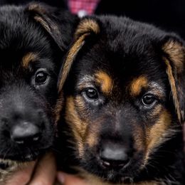 German Shepherds from Gallatin Valley German Shepherds