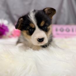 Diamond - Black and tan female Pembroke Welsh Corgi puppy in El Dorado Springs, Missouri from Trixie Dixie
