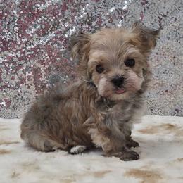 Cider - Gold male Morkie puppy in Monticello, Iowa from Ashley’s Puppies
