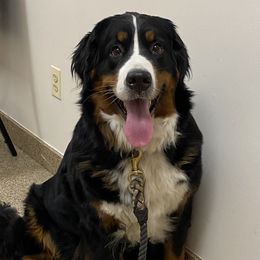 Gertie - Bernese Mountain Dog