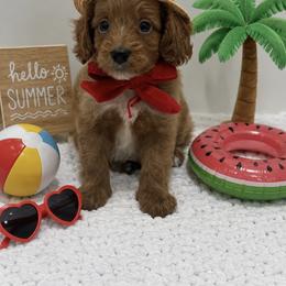 Red bow - Red male Cavapoo puppy in Waskom, Texas from Pearls & Curls doodles & poodles