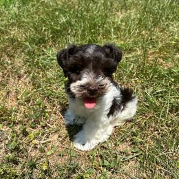 Tommy - Parti male Miniature Schnauzer puppy in Clover, South Carolina from Bobo’s Babies Kennels