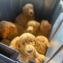 Goldendoodles from Olivera Doodles
