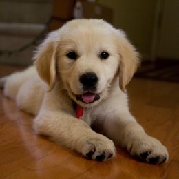 Golden Retriever Puppies from Wonder Goldens