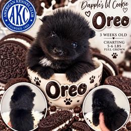 Oreo - Black male Pomeranian puppy in Cropwell, Alabama from Poms On The Lake