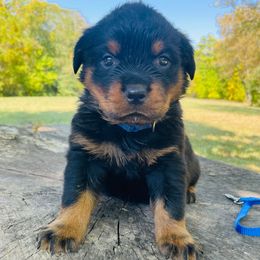 Blue Boy - Black and mahogany male Rottweiler puppy in Industry, Illinois from KDKs Kennels
