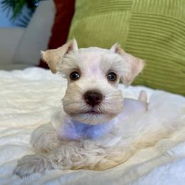 Zeus - Wheaten male Miniature Schnauzer puppy in Menifee, California from Moonshine’s Minis