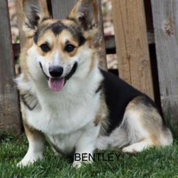 Bentley - Pembroke Welsh Corgi