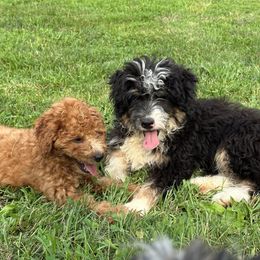 Goldendoodle Puppies from Lynn Fontaine