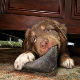Australian Shepherd Puppies from McElroy Homestead Austrailian Shepherds