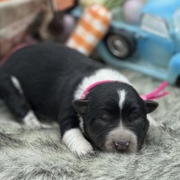 Pinky - Black tri male Miniature Australian Shepherd puppy in Missouri from Country Legends Aussies & Corgis