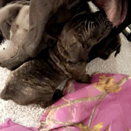 Cane Corso Puppies from Rock Creek Cane Corso