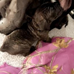 Cane Corso Puppies from Rock Creek Cane Corso