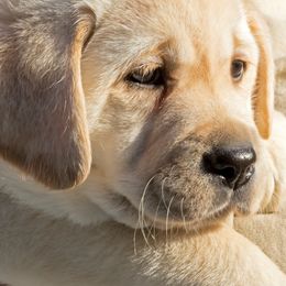 Labrador Retrievers from Caerleon Ranch