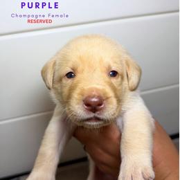 Purple - Champagne female Dilute Retriever puppy in Dover, Delaware from Virdin’s Silver Labs