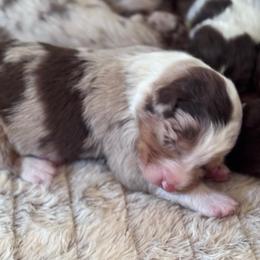 Mine - Red merle female Australian Shepherd puppy in Ramona, California from Blue Moon Aussies