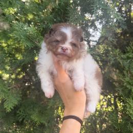 Rapunzel - Tri-colored female Pomeranian puppy in Muskogee, Oklahoma from Wonderlust Pomeranians