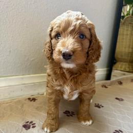 Max - Apricot female Goldendoodle puppy in San Diego, California from Serrano Pups