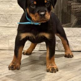 Rottweiler Puppies from Von MK Rottweilers