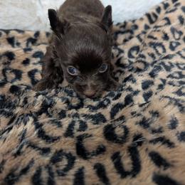 Cash - Liver male Yorkshire Terrier puppy in Gaylesville, Alabama from Sweet Alabama Yorkies