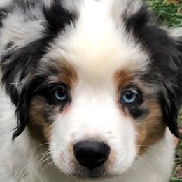 Australian Shepherd and Miniature American Shepherd Puppies from Hemlock Brook Farm and Kennels