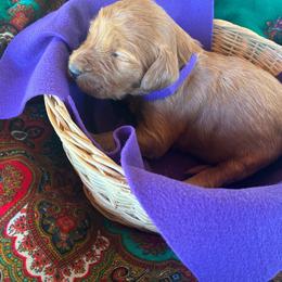 Peanut - Caramel red female Labradoodle puppy in Montrose, Colorado from Ithilien Labradoodles