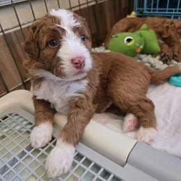 Apple Jack - Blue Collar - Red male Double Doodle puppy in Rowlett, Texas from Parrish Precious Ones Texas
