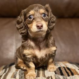 Dachshunds from Lively Dachshunds