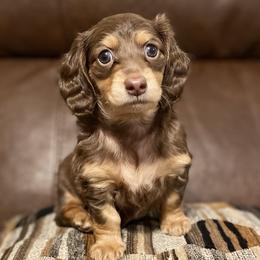Dachshunds from Lively Dachshunds