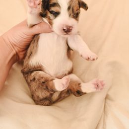 Aussiedoodle, Australian Labradoodle, Bernedoodle, and Golden Retriever Puppies from Golden Light Puppies