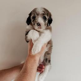 Ida. - Blue merle and white female Sheepadoodle puppy in Wabash, Indiana from DOODCompany