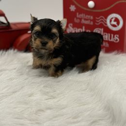 Kasper - Black and tan male Yorkshire Terrier puppy in Benton, Illinois from Furry Tailz Yorkies