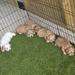 Cavapoo puppies from LeBlanc Cavapoos