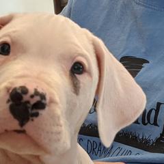 Dogo Argentino Puppies from De la Fuerza de Dios