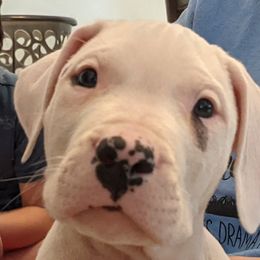 Dogo Argentino Puppies from De la Fuerza de Dios