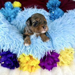 Blue collar girl - Merle female Bernedoodle puppy in Crete, Illinois from Plum Valley Pups