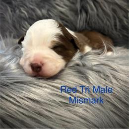 RTM - Red tri-color male Australian Shepherd puppy in Lakeside, Montana from Saddle Peak Aussies