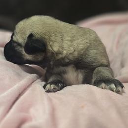 Anatolian Shepherd Dog Puppies from Florida Anatolian Shepherds