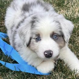 Australian Shepherd Puppies from Storm and Sage Australian Shepherds
