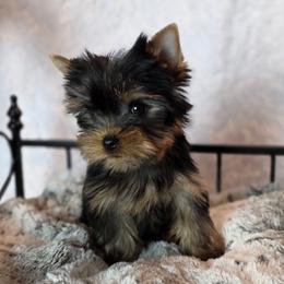 Sasha - Black and gold female Yorkshire Terrier puppy in Luray, Tennessee from Little Angel Yorkies