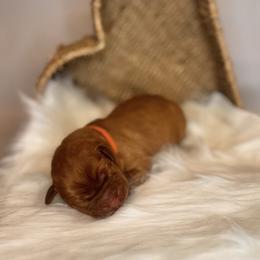 Gumbo - Yellow male Labrador Retriever puppy in Rocky Top, Tennessee from Rocky Top Retrievers