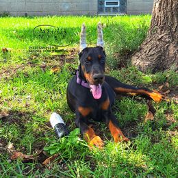 Fiona - Black and rust female Doberman Pinscher puppy in China Township, Michigan from Snell's Superior Kennel Dobermann & GSP