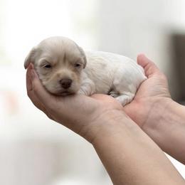 Romeo - White male Havanese puppy in Cadwell, Georgia from Hashtag Havenese